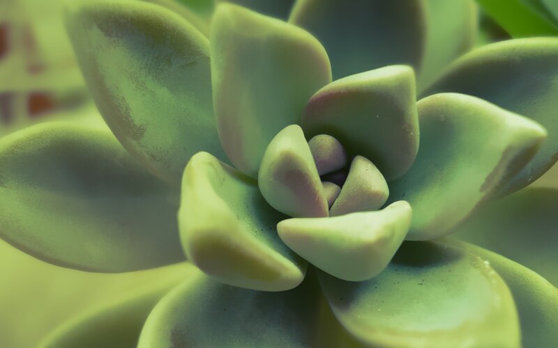 Close-up of a succulent plant