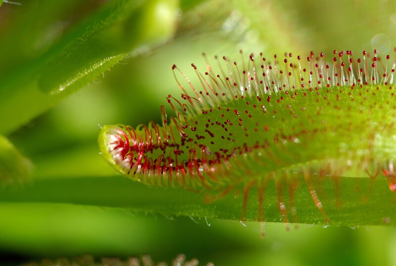 close-up of a sundew plant