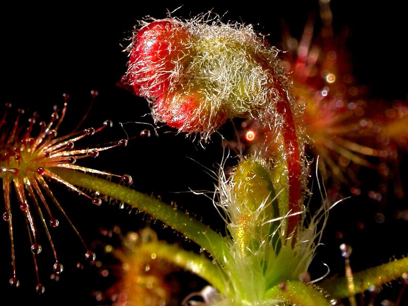 Close-up of a sundew plant