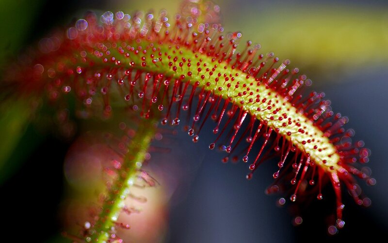 close-up of a sundew plant