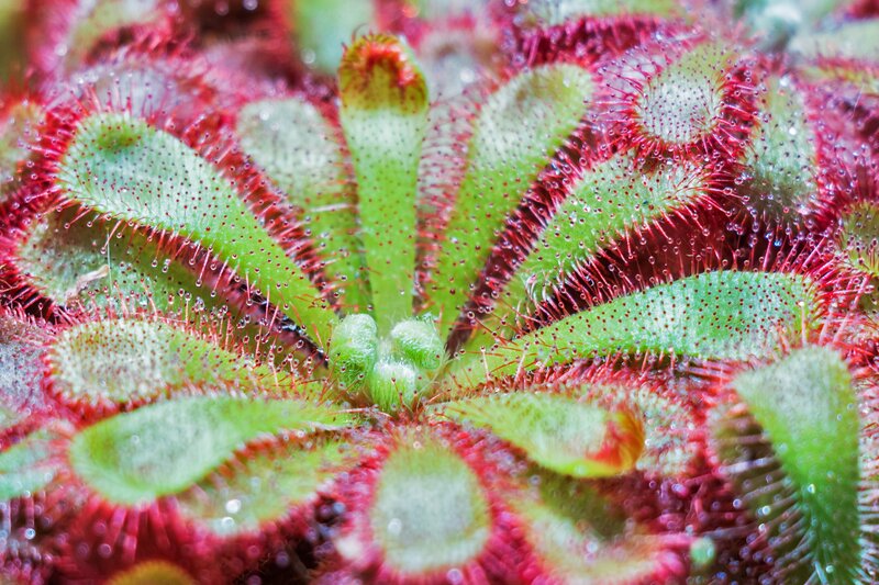 close-up of a sundew plant