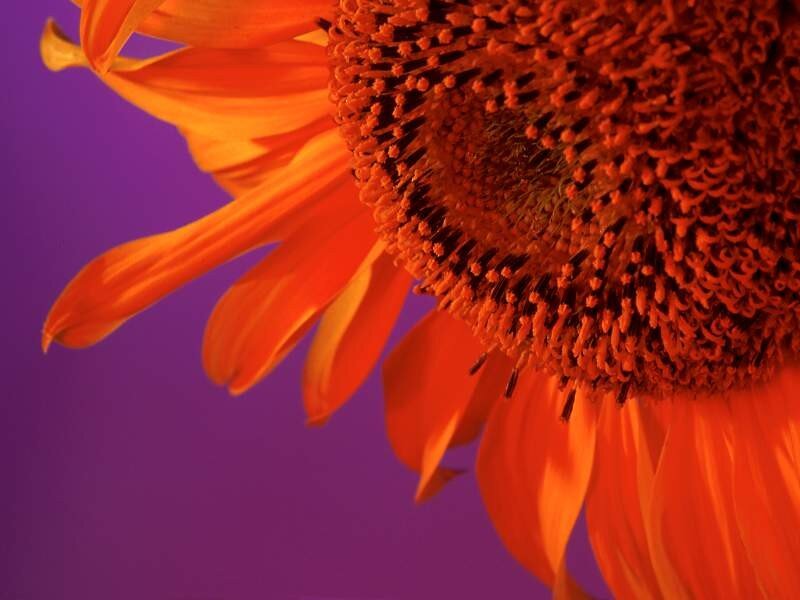 Close-up of a sunflower