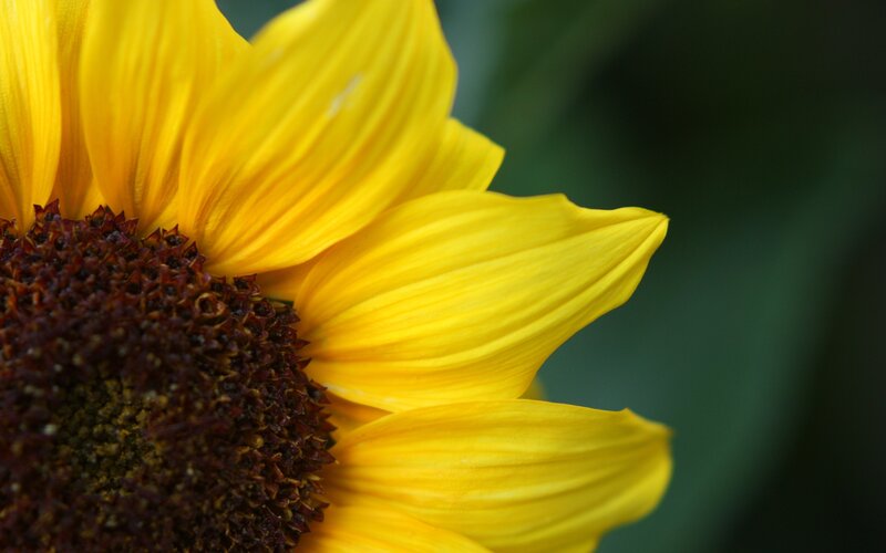 Close-up of a sunflower