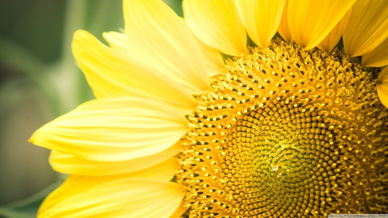 close-up of a sunflower