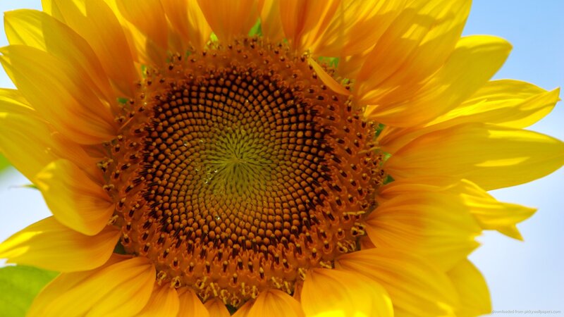 Close-up of a sunflower
