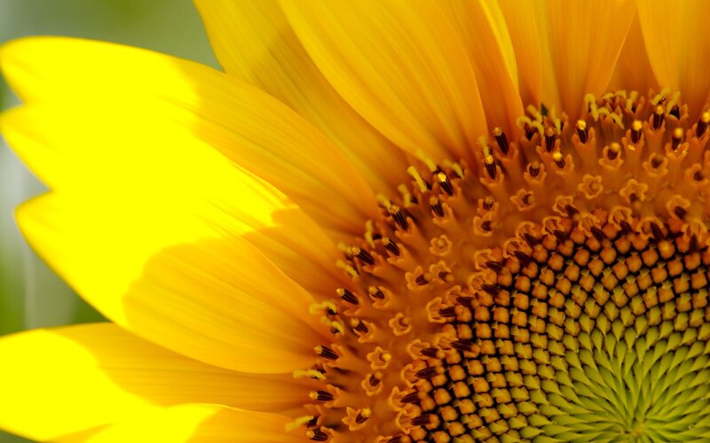 Close-up of a sunflower