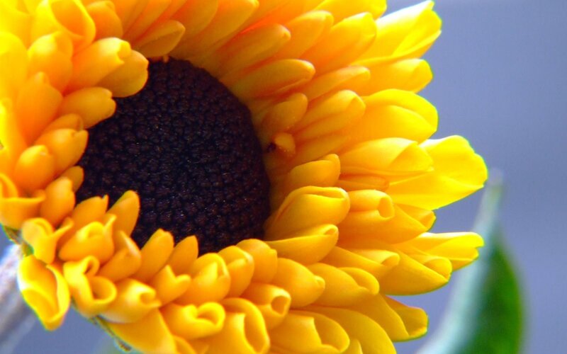 close-up of a sunflower