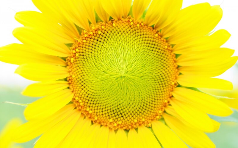Close-up of a sunflower