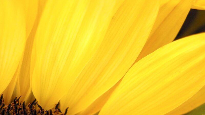 Close-up of a sunflower