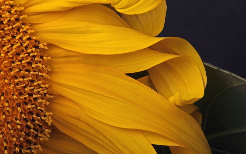 Close-up of a sunflower