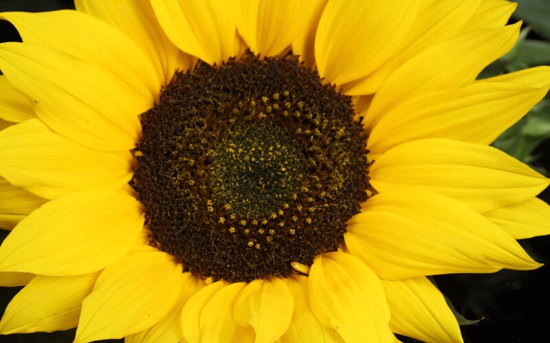Close-up of a sunflower