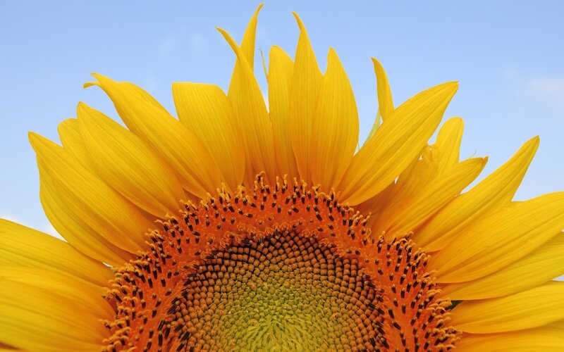 Close-up of a sunflower