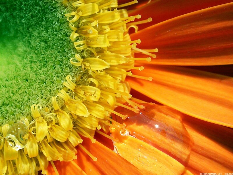 Close-up of a sunflower