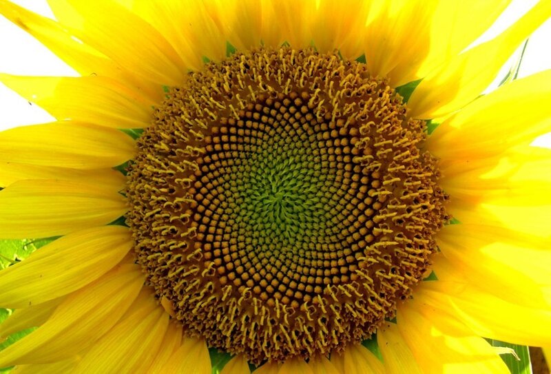 Close-up of a sunflower