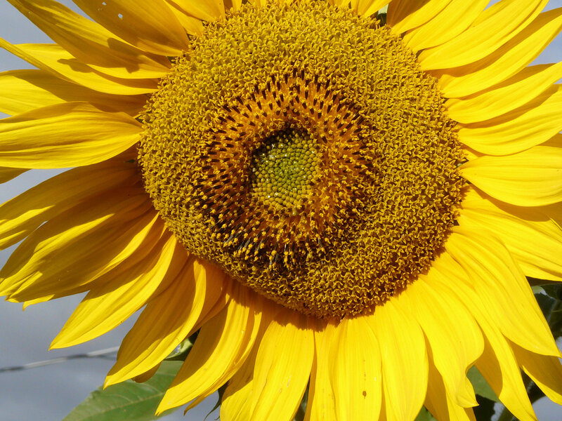 Close-up of a sunflower