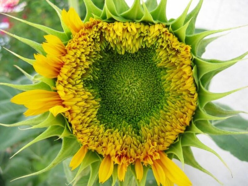Close-up of a sunflower