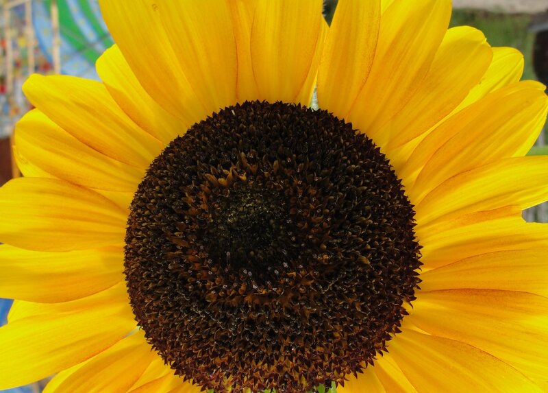 Close-up of a sunflower