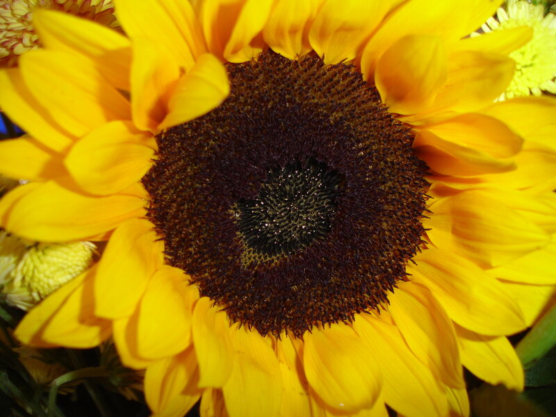 Close-up of a sunflower