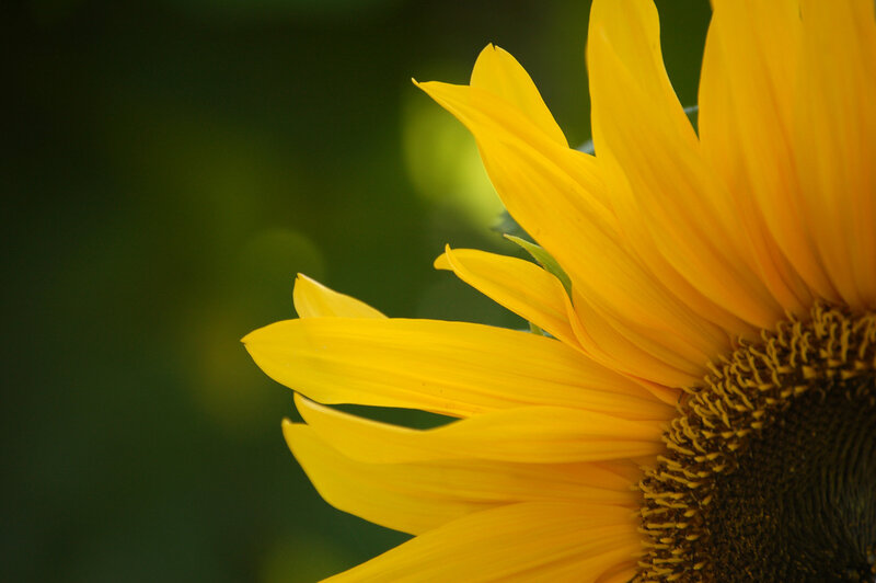 Close-up of a sunflower