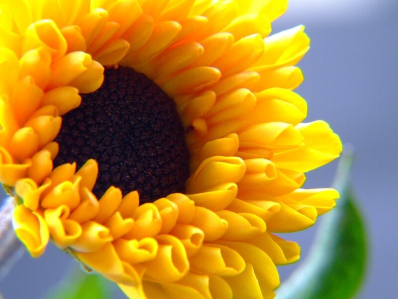 Close-up of a sunflower