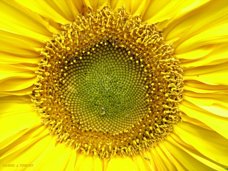 Close-up of a sunflower
