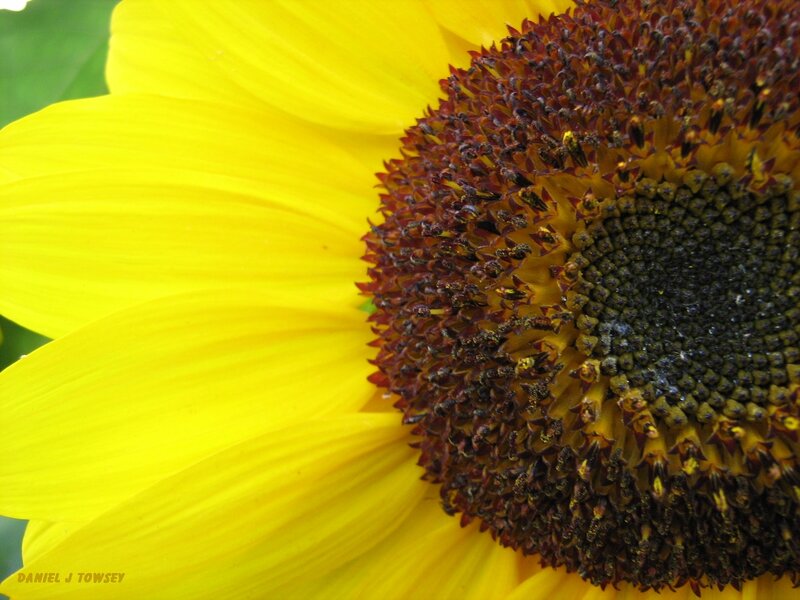 Close-up of a sunflower