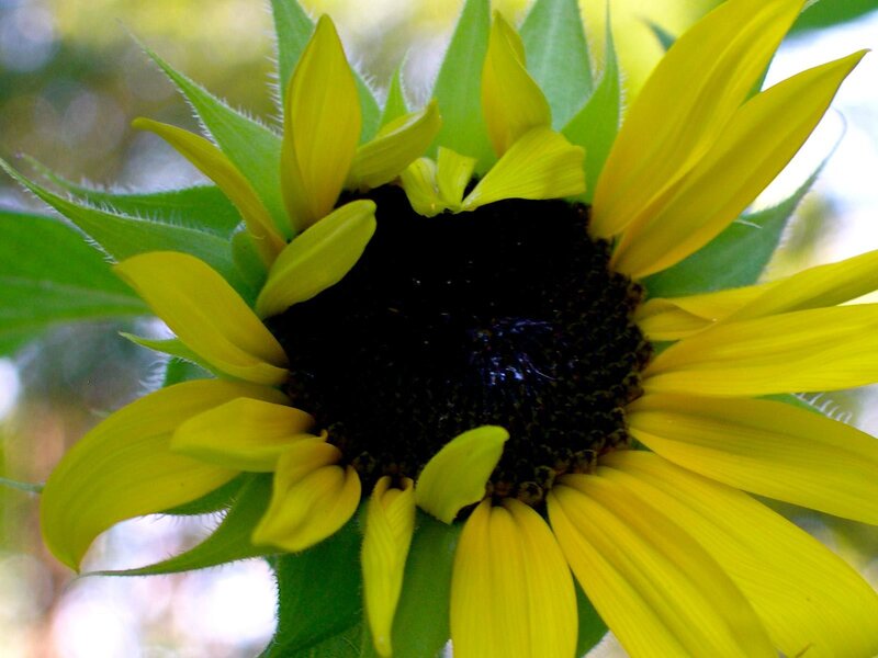 Close-up of a sunflower