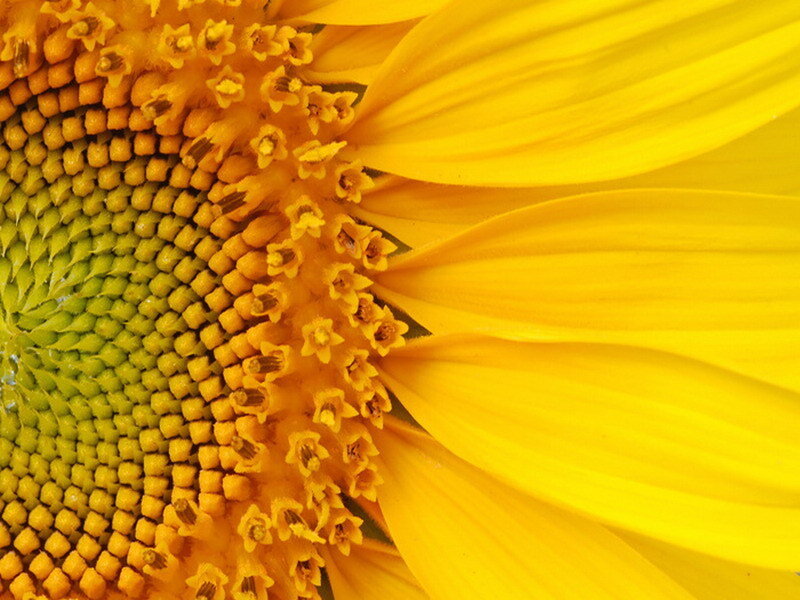 Close-up of a sunflower