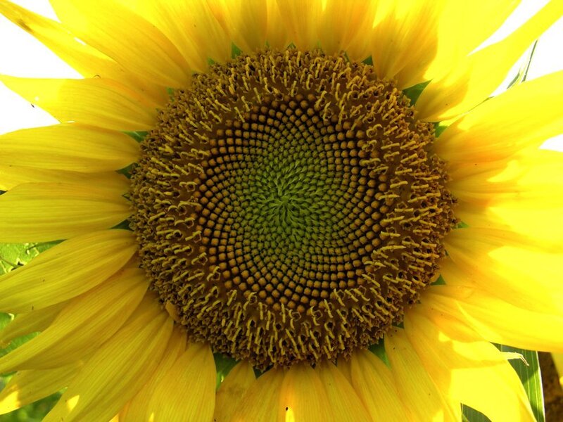 Close-up of a sunflower