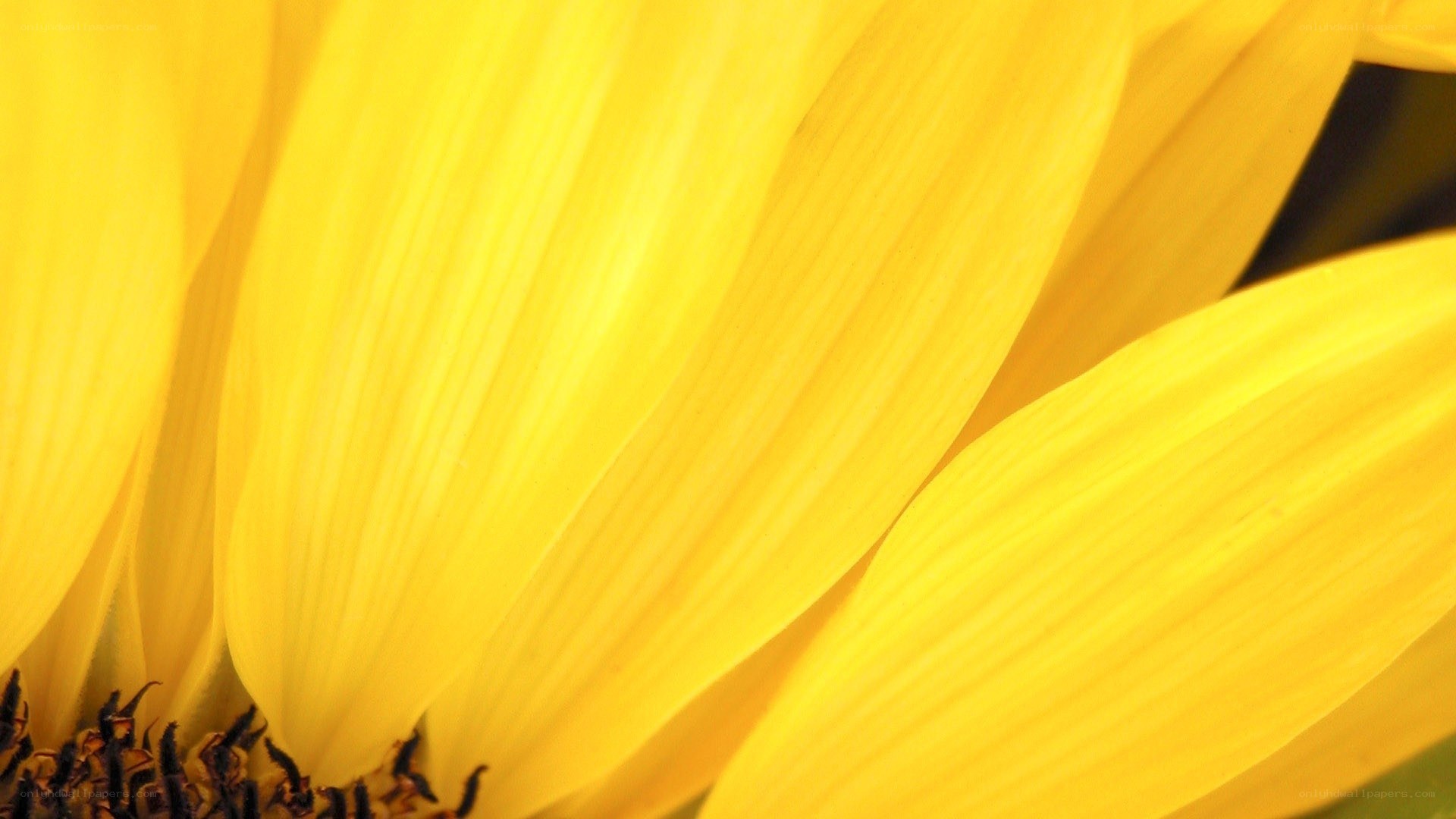Close-up of a sunflower