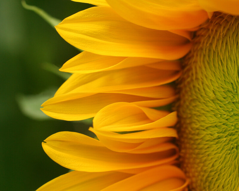 Close-up of a sunflower