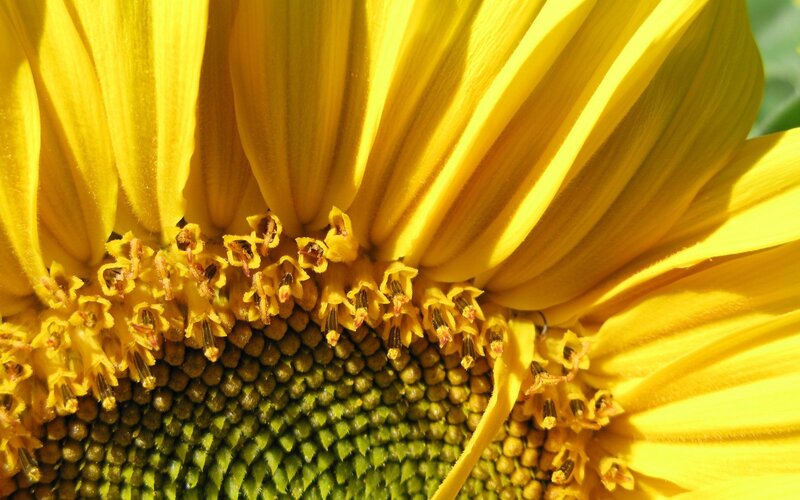 Close-up of a sunflower