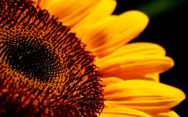 Close-up of a sunflower