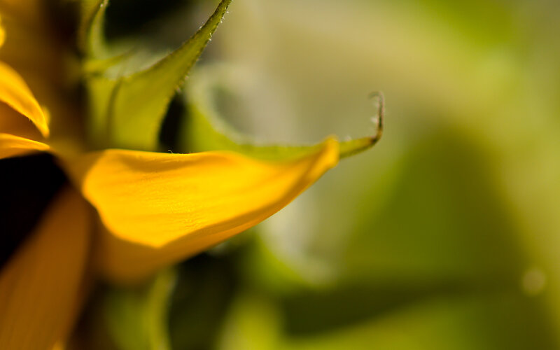 close-up of a sunflower
