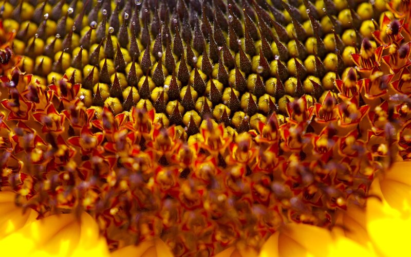 Close-up of a sunflower center