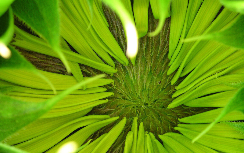 close-up of a sunflower center