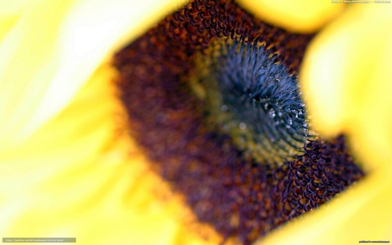Close-up of a sunflower center