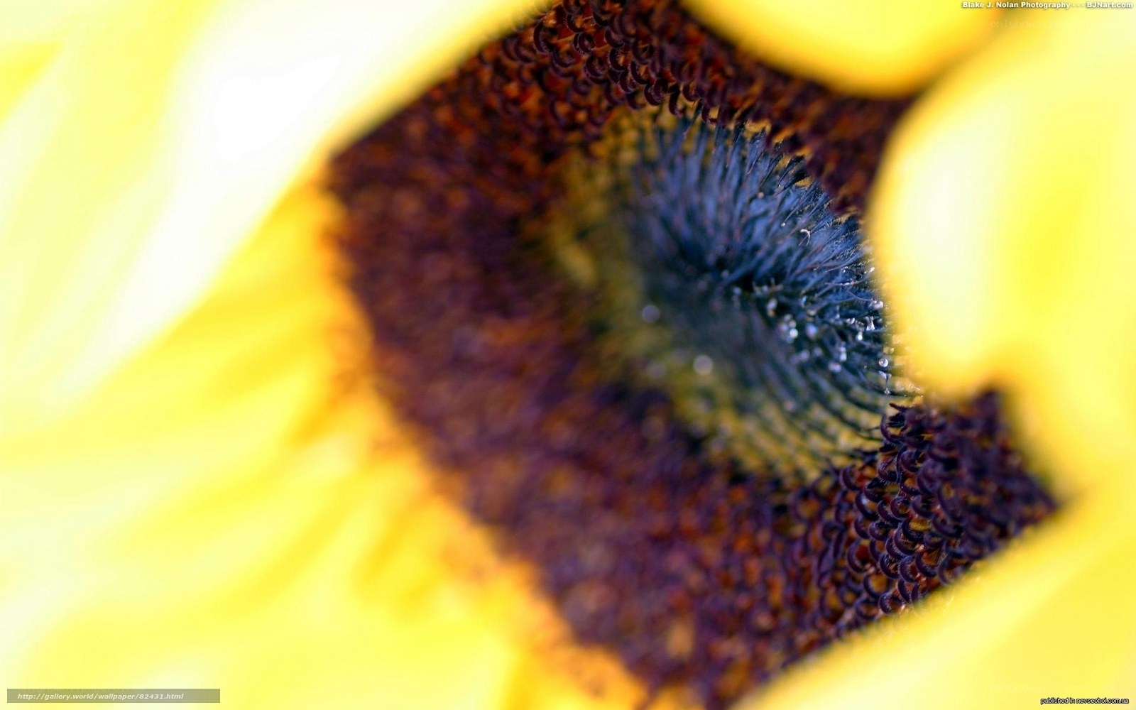 Close-up of a sunflower center