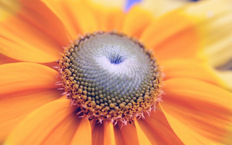 Close-up of a Sunflower — Orange, Calm