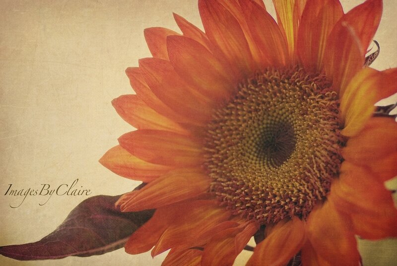 Close-up of a Sunflower — Orange