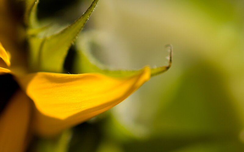 close-up of a sunflower petal