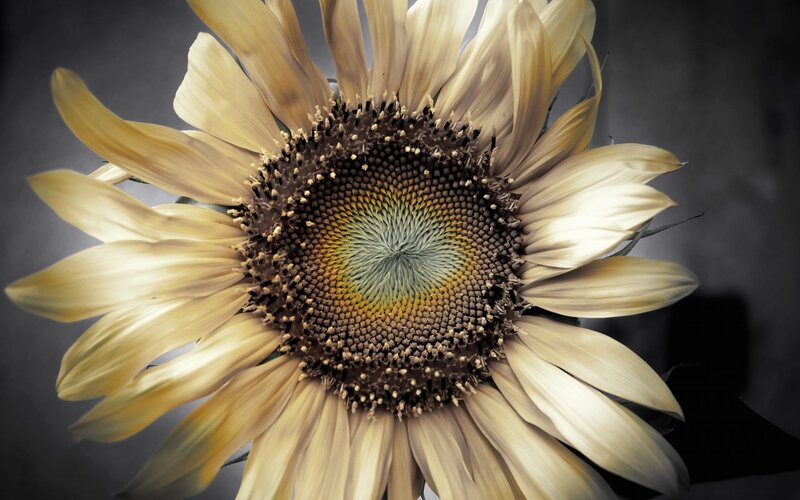 Close-up of a Sunflower — Yellow
