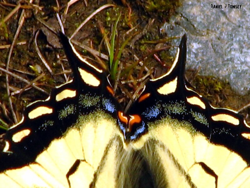 Close-up of a swallowtail butterfly