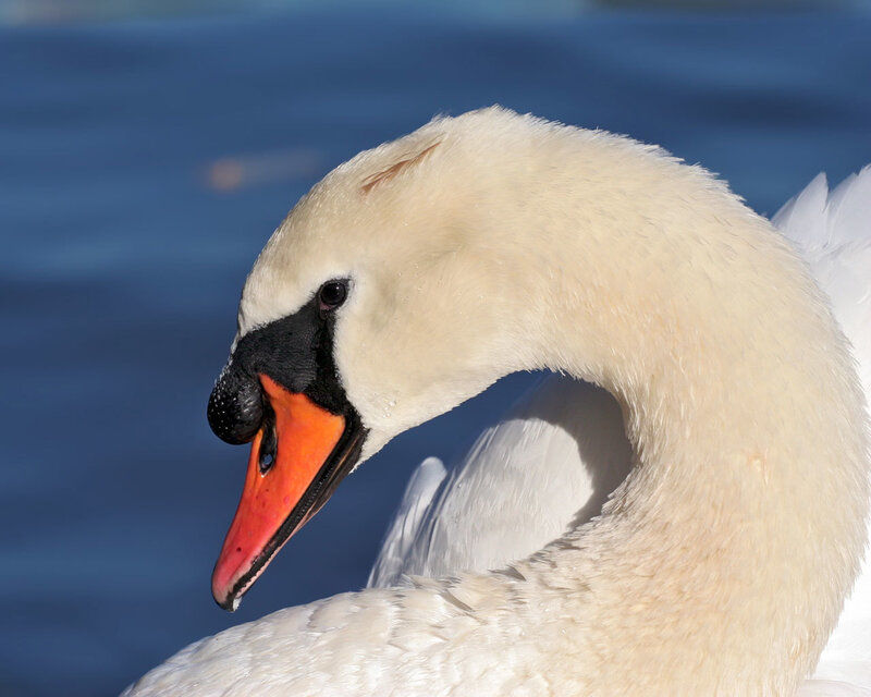 Close-up of a swan