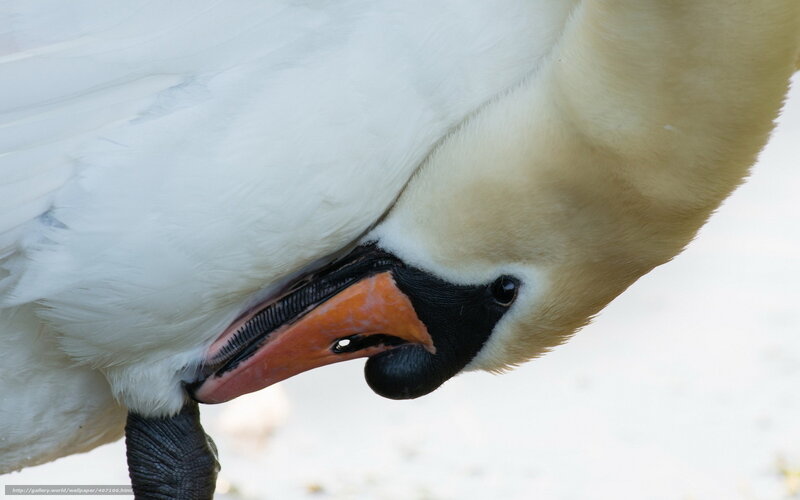 Close-up of a swan preening