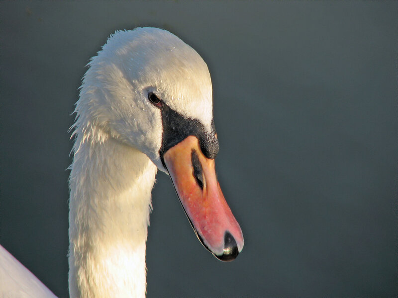 Close-up of a swan's head