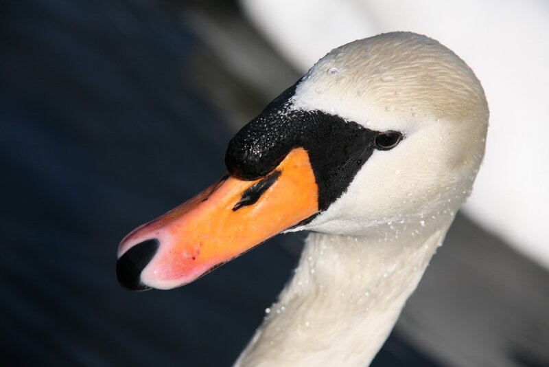 Close-up of a swan's head