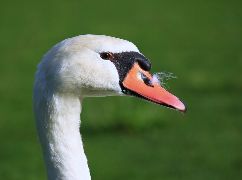 Close-up of a swan's head