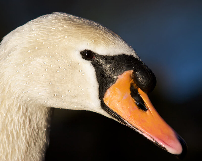 Close-up of a swan's head