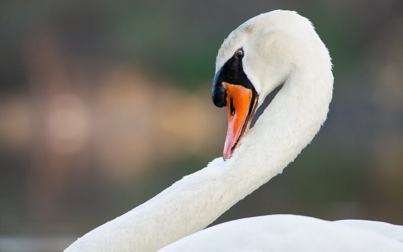 Close-up of a swan